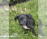 Small Labrador Retriever Mix