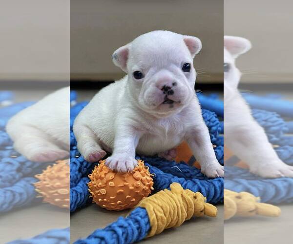 Medium Photo #13 French Bulldog Puppy For Sale in WILDOMAR, CA, USA
