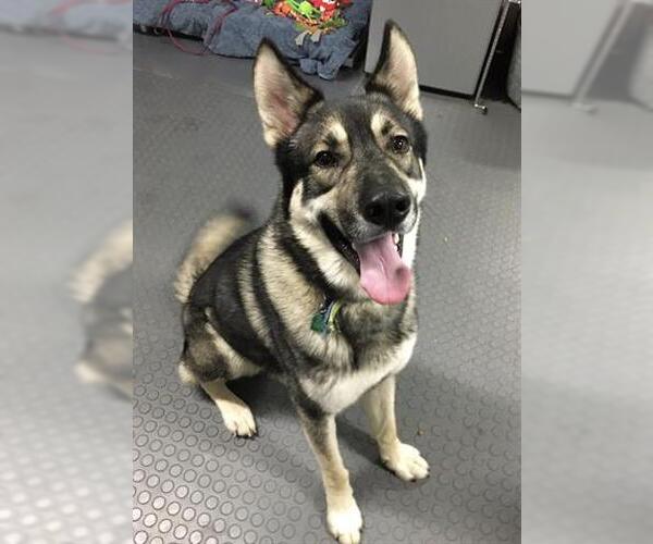 Medium Photo #1 German Shepherd Dog-Unknown Mix Puppy For Sale in Westminster, MD, USA