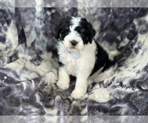 Medium Cavapoo