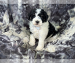 Small Cavapoo