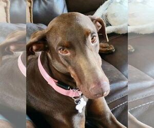 Doberman Pinscher Dogs for adoption in Mission Viejo, CA, USA