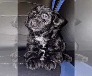 YorkiePoo Puppy for sale in OCALA, FL, USA