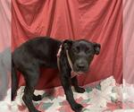 Small Labrador Retriever Mix