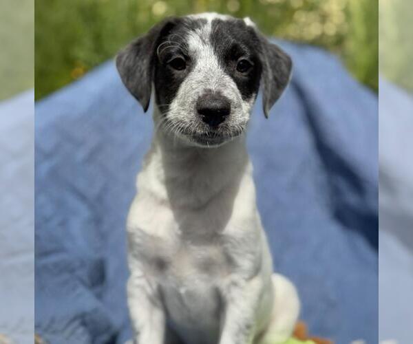 Medium Photo #6 Colonial Cocker Spaniel-Unknown Mix Puppy For Sale in San Diego, CA, USA