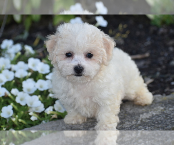 Medium Photo #5 Bichpoo Puppy For Sale in ELDORADO, OH, USA