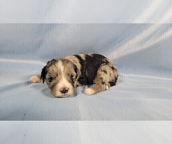 Medium Photo #10 Bernedoodle (Miniature) Puppy For Sale in BLACK FOREST, CO, USA