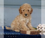 Small #1 Goldendoodle (Miniature)
