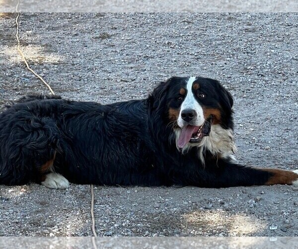 Medium Photo #1 Bernese Mountain Dog Puppy For Sale in PEYTON, CO, USA