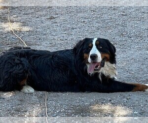 Father of the Bernese Mountain Dog puppies born on 02/12/2025