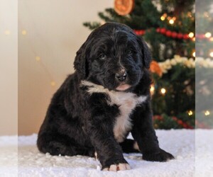 Bernedoodle-Poodle (Standard) Mix Puppy for sale in DENVER, PA, USA