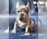 Small #1 French Bulldog