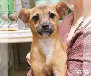 Chihuahua-Unknown Mix Dogs for adoption in Washington, DC, USA