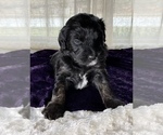 Small Photo #9 Miniature Australian Shepherd-Miniature Bernedoodle Mix Puppy For Sale in BLUE SPRINGS, MO, USA