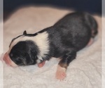 Puppy Puppy 1 Australian Shepherd