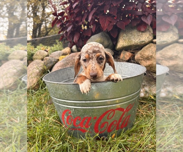 Medium Photo #5 Dachshund Puppy For Sale in MIDDLEBURY, IN, USA