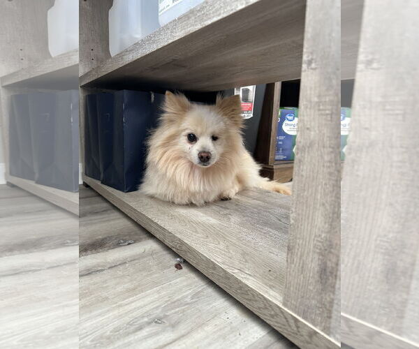 Medium Photo #3 Pomeranian Puppy For Sale in Rockaway, NJ, USA