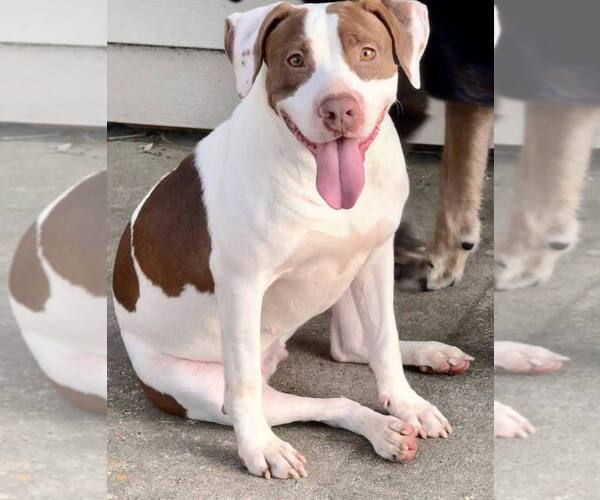 Medium Photo #8 Mutt Puppy For Sale in Abbeville, LA, USA