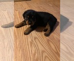 Small Photo #3 Rottweiler Puppy For Sale in WESLEY, AR, USA