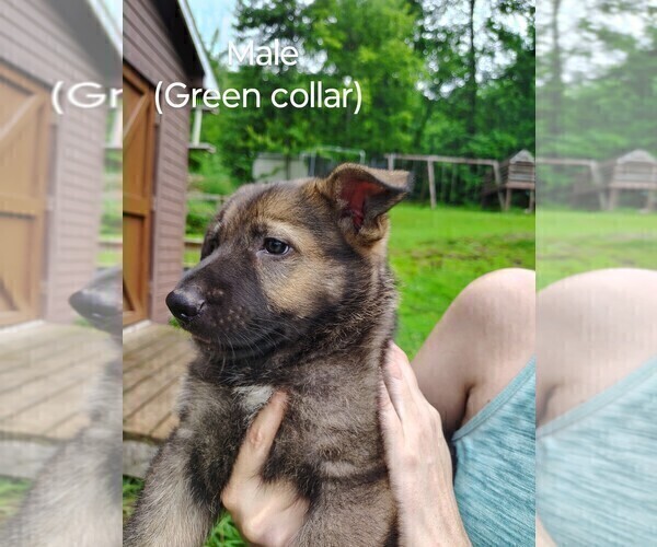 Medium Photo #14 German Shepherd Dog Puppy For Sale in BEAVER FALLS, PA, USA