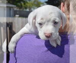 Small #4 American Staffordshire Terrier-Boston Terrier Mix