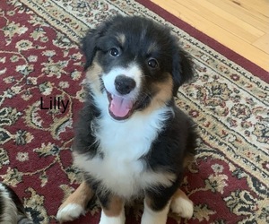 Presa Canario Puppy for sale in READING, VT, USA