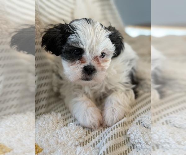 Medium Photo #32 Poodle (Miniature)-Zuchon Mix Puppy For Sale in HTFD, CT, USA