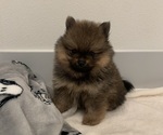 Small Photo #8 Pomeranian Puppy For Sale in SNOHOMISH, WA, USA