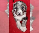 Small Photo #2 Aussiedoodle Puppy For Sale in CHILLICOTHE, OH, USA