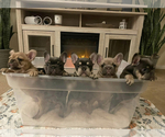 Small Photo #8 French Bulldog Puppy For Sale in NORTH LAS VEGAS, NV, USA