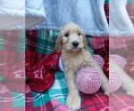 Small Photo #5 Goldendoodle Puppy For Sale in GREENVILLE, SC, USA