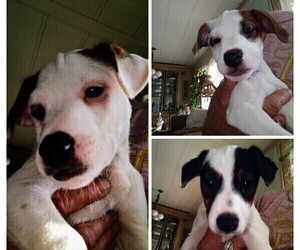 Parson Russell Terrier Puppy for Sale in VICTORVILLE, California USA