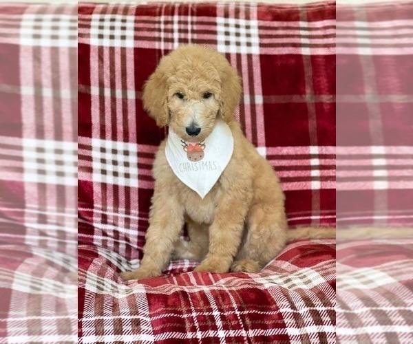 Medium Photo #3 Poodle (Standard) Puppy For Sale in ABILENE, TX, USA