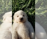 Small Photo #15 Golden Pyrenees-Great Pyrenees Mix Puppy For Sale in RAVENNA, MI, USA