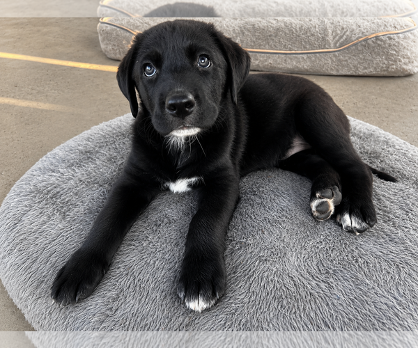 Medium Photo #4 Labrador Retriever-Unknown Mix Puppy For Sale in Clovis, CA, USA