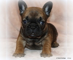 Small Photo #22 French Bulldog Puppy For Sale in WINNSBORO, TX, USA