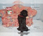Small #5 Poodle (Toy)