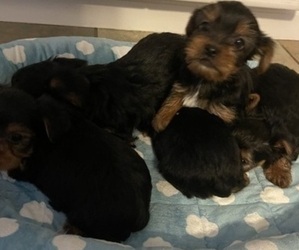 Yorkshire Terrier Puppy for Sale in RANCHO CORDOVA, California USA