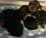 Image preview for Ad Listing. Nickname: Litter of 2