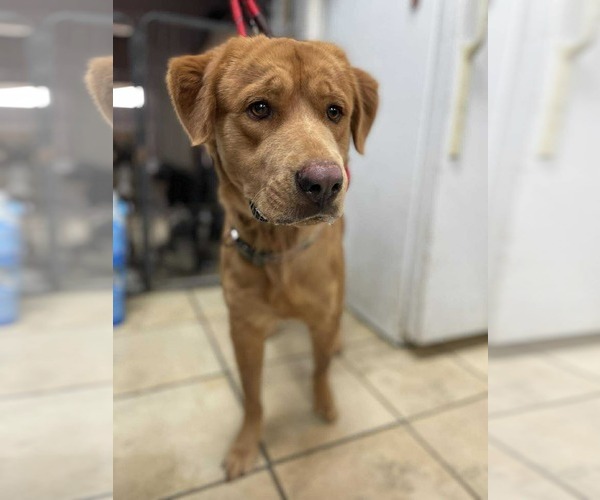 Medium Photo #3 Golden Labrador Puppy For Sale in El Centro, CA, USA
