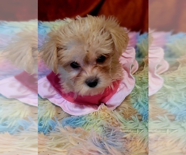 Medium Photo #3 Yorkshire Terrier Puppy For Sale in AKRON, OH, USA