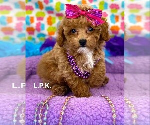 Poodle (Toy) Puppy for sale in WINNSBORO, LA, USA