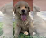 Bella - Female Golden Retriever Puppy for Sale - Small photo