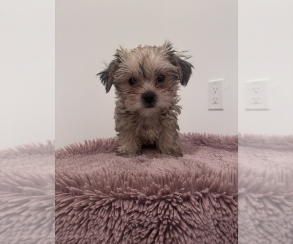 Medium Photo #1 Shorkie Tzu Puppy For Sale in WASHINGTON, DC, USA