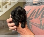 Small Photo #4 Schweenie Puppy For Sale in DOTHAN, AL, USA