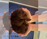 Small Photo #31 Doberman Pinscher Puppy For Sale in MACOMB TOWNSHIP, MI, USA