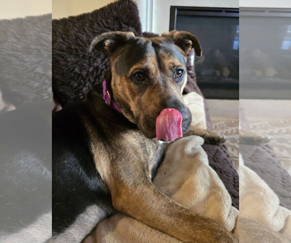 Medium Photo #24 Mutt Puppy For Sale in Mount Laurel, NJ, USA