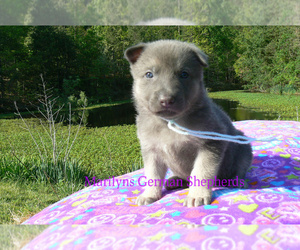 German Shepherd Dog Puppy for sale in PIEDMONT, MO, USA