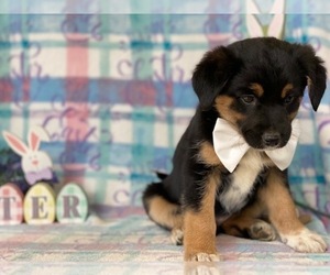 Border Collie-Unknown Mix Puppy for sale in LANCASTER, PA, USA