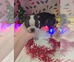 Puppy Puppy 4 Boston Terrier